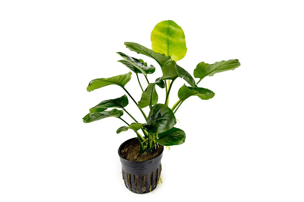 Anubias barteri 'Round' (Golden Coin Anubias)