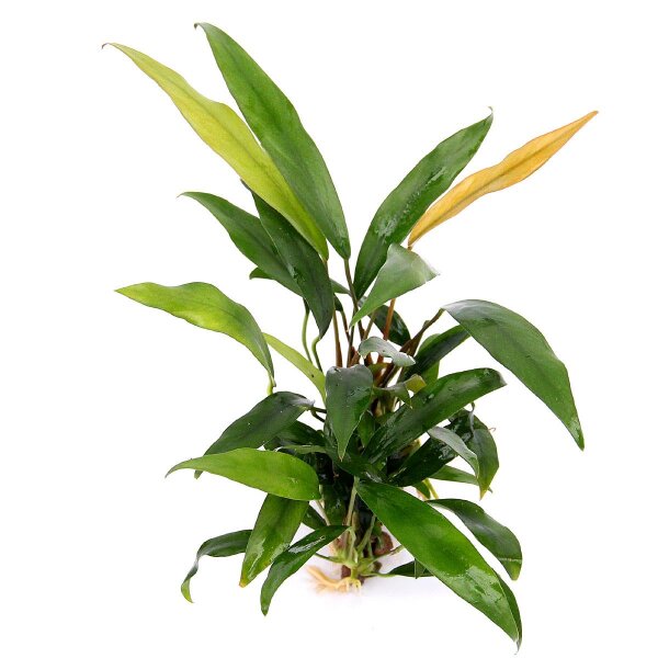 ADA - Anubias barteri var "Glabra minima' TC Cup-T