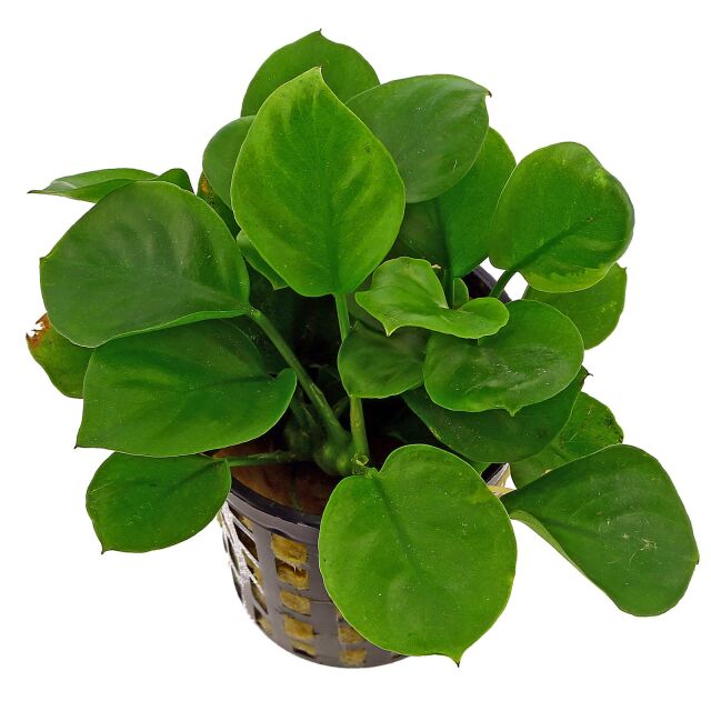 Baka - Anubias barteri 'Round Leaf'