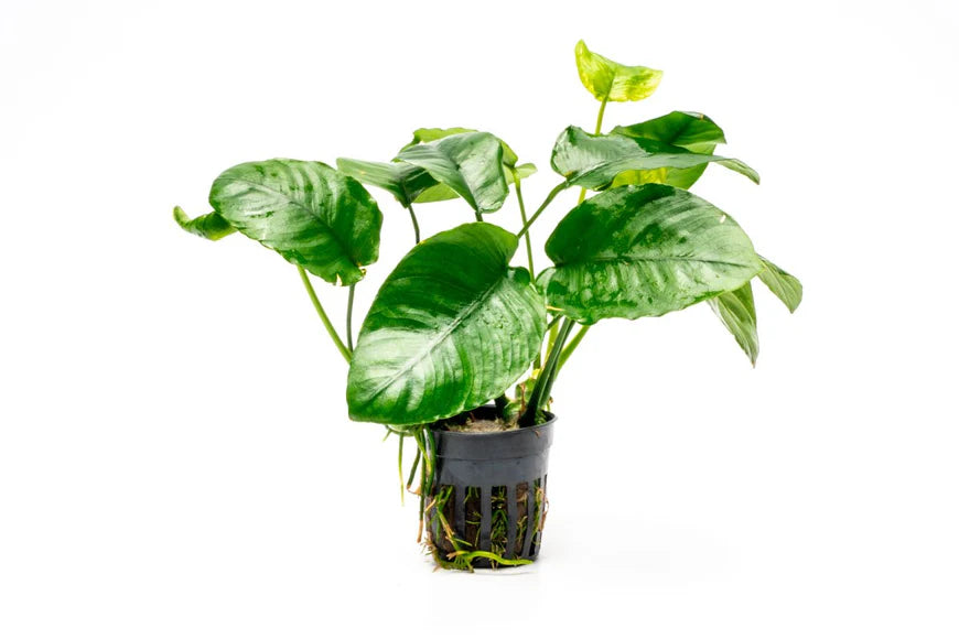 Anubias barteri 'Wrinkle Leaf'