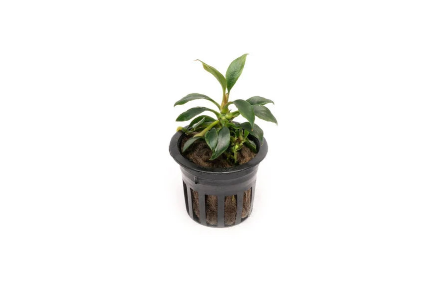 A compact Anubias 'Chili Mini' plant in a black net pot, featuring small, dark green, elongated leaves. The plant is set against a white background, emphasizing its miniature size and suitability for nano aquariums.