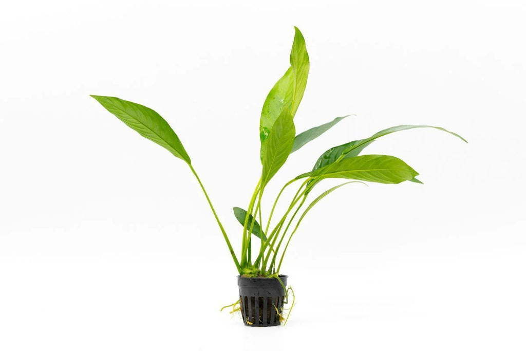 A healthy Anubias barteri var. glabra plant standing upright in a black plastic mesh pot, with long, slender green leaves extending upwards and outwards. The vibrant green foliage contrasts against the white background, with visible roots emerging from the bottom of the pot.