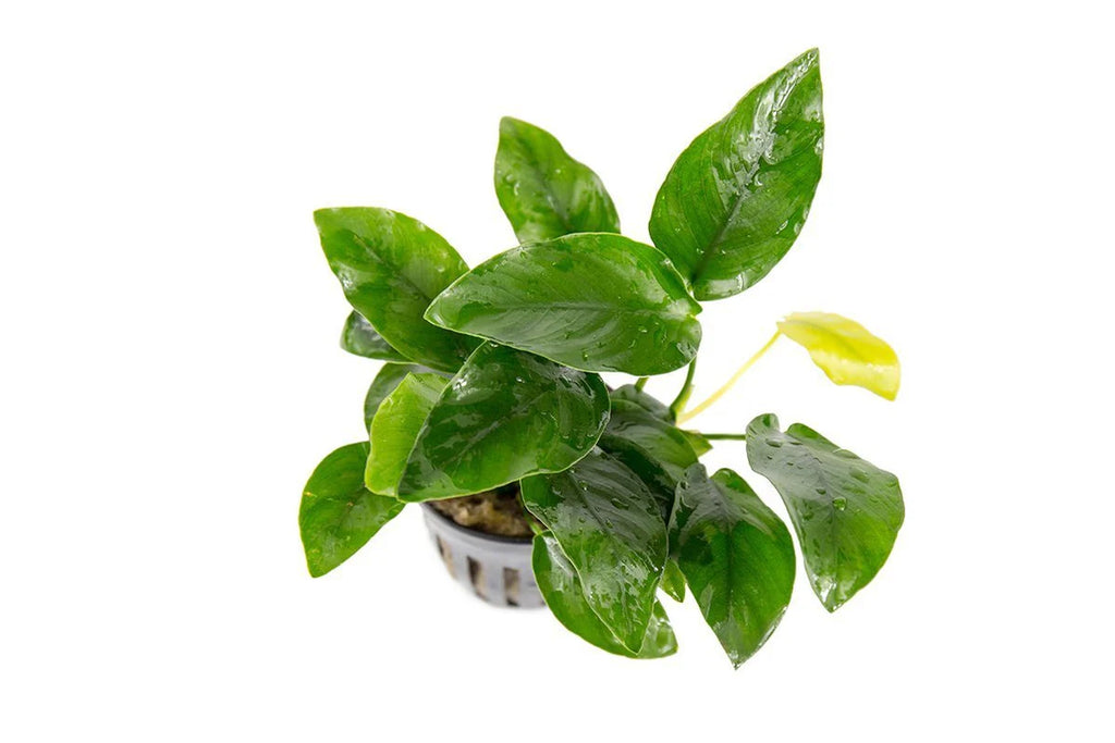 A potted Anubias barteri var. nana plant with lush, dark green leaves arranged in a compact, bushy growth pattern. A single yellowish new leaf is visible, and the plant is set in a black plastic mesh pot against a white background.