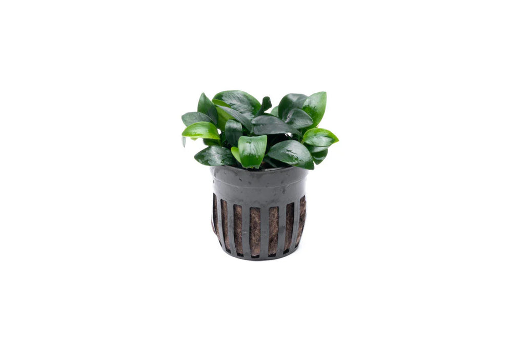 A potted Anubias barteri var. nana 'Bonsai' plant with tightly packed, round, dark green leaves growing in a compact cluster. The plant sits in a black plastic mesh pot, contrasting against the white background.