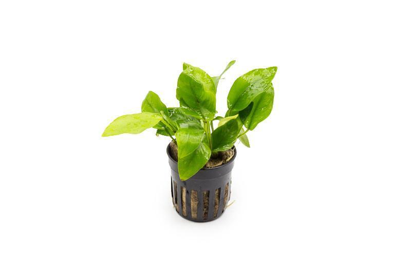 Baka - Anubias barteri var nana 'Gold'
