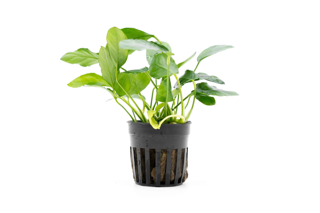 A vibrant green Anubias Nana 'Paxing' plant in a black plastic aquarium pot with slotted sides, allowing for water flow. The plant has broad, slightly rounded leaves with a glossy texture, supported by sturdy stems. The rhizome and roots are visible through the openings of the pot, which is filled with aquatic substrate. The background is a clean, white surface, highlighting the plant's healthy foliage and compact growth.