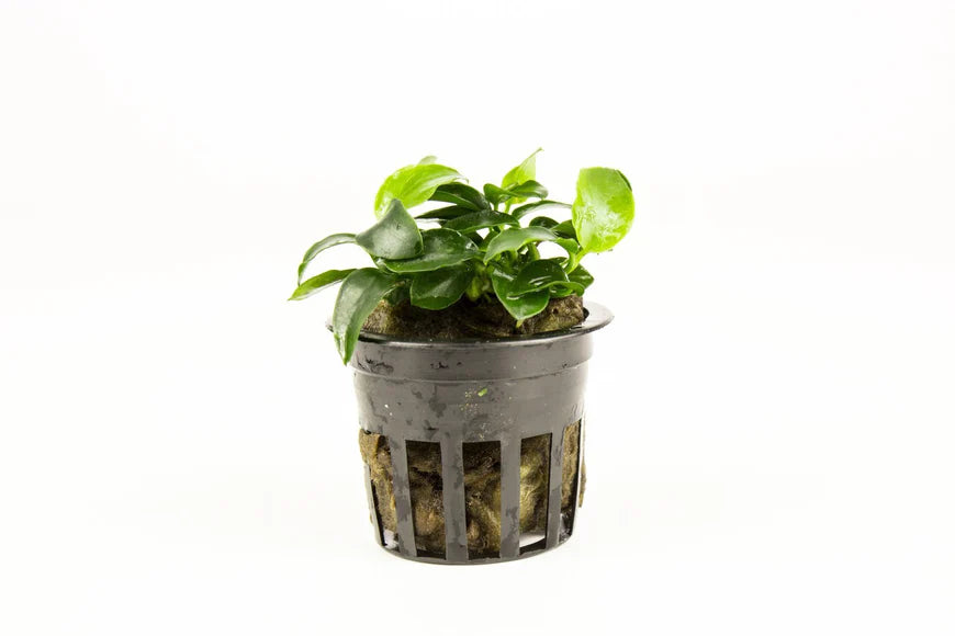 A small Anubias barteri var. nana 'Petite' plant in a black net pot, showcasing its compact, dark green leaves and healthy growth. The plant is set against a clean white background, emphasizing its suitability for aquascaping.