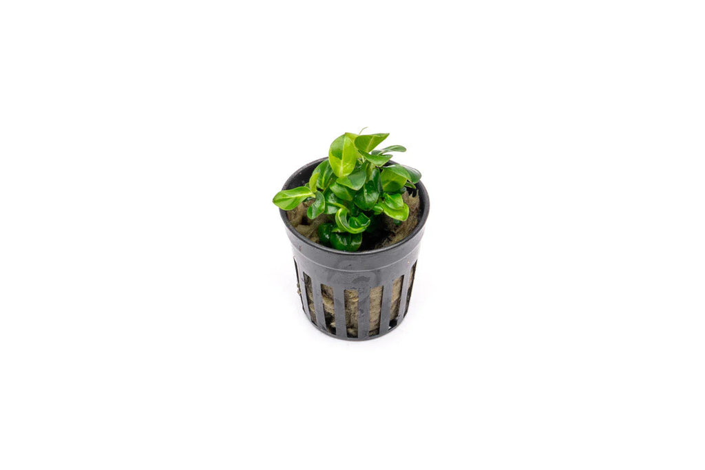 A small Anubias 'Stardust Mini' plant in a black net pot, featuring dense, bright green variegated leaves. The plant is set against a white background, highlighting its unique coloration and suitability for freshwater aquariums.