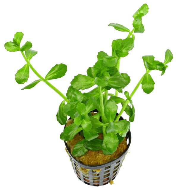 Kaiser Aquatics - Bacopta Monnieri