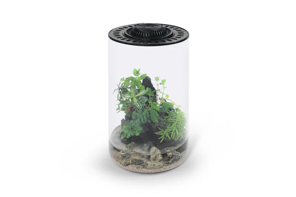 Bio Bowl - Cylinder Terrarium Kit Black