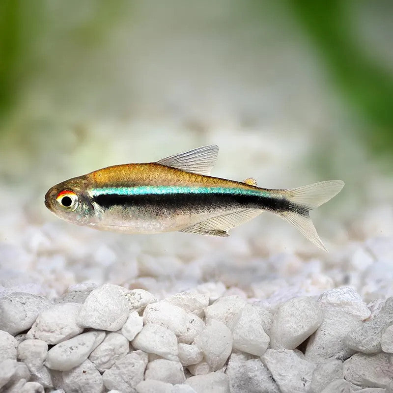 Hyphessobrycon herbertaxelrodi (Black Neon Tetra)