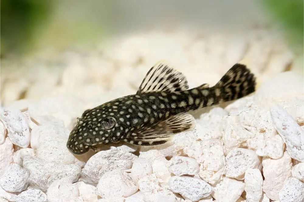 Bristlenose Pleco (Ancistrus sp.)