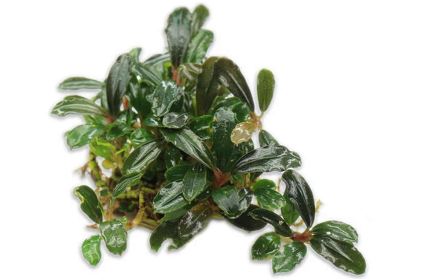 RTG - Bucephalandra 'Brownie Blue'