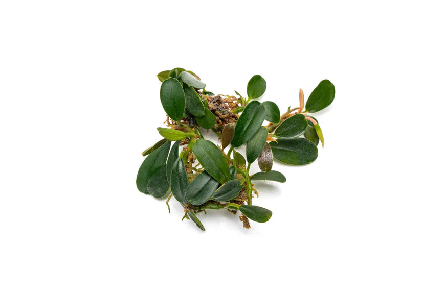 A Bucephalandra sp. 'Brownie Phoenix' plant with small, dark green leaves and a rhizomatous growth structure. The slightly wavy leaves are attached to a reddish-brown rhizome with visible roots. The plant is displayed against a plain white background, emphasizing its dense and compact form.