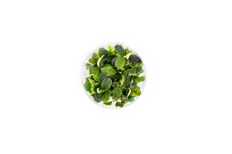 Ready to Grow - Bucephalandra ‘Green Wavy’ TC