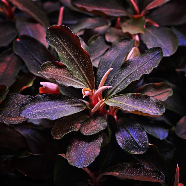 RTG - Bucephalandra 'Theia'