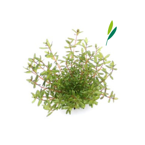 Dennerle - Rotala rotundifolia 'Laos'