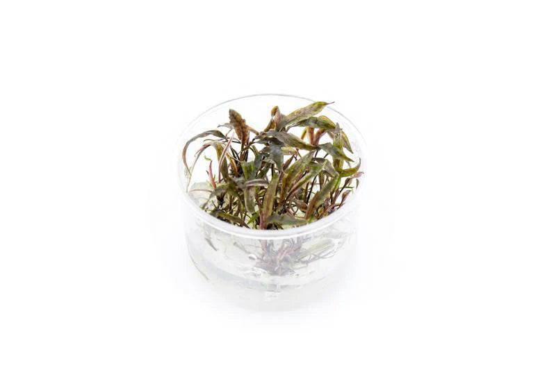 A Cryptocoryne nurii tissue culture plant in a clear plastic cup. The plant has elongated, wavy-edged leaves with a mix of green and reddish-brown hues. The tissue culture ensures a clean, pest-free start, with the plant submerged in a sterile nutrient gel. The background is plain white, highlighting the plant’s delicate structure and vibrant colors.