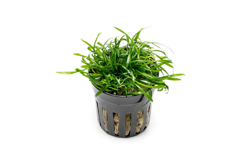 A Cryptocoryne parva plant in a black plastic net pot filled with rock wool. The plant has dense, narrow, grass-like green leaves that grow in a compact, bushy form. The background is plain white, emphasizing the plant’s fine texture and small size.