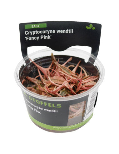 Stoffels Cryptocoryne wendtii 'Fancy Pink' in-vitro