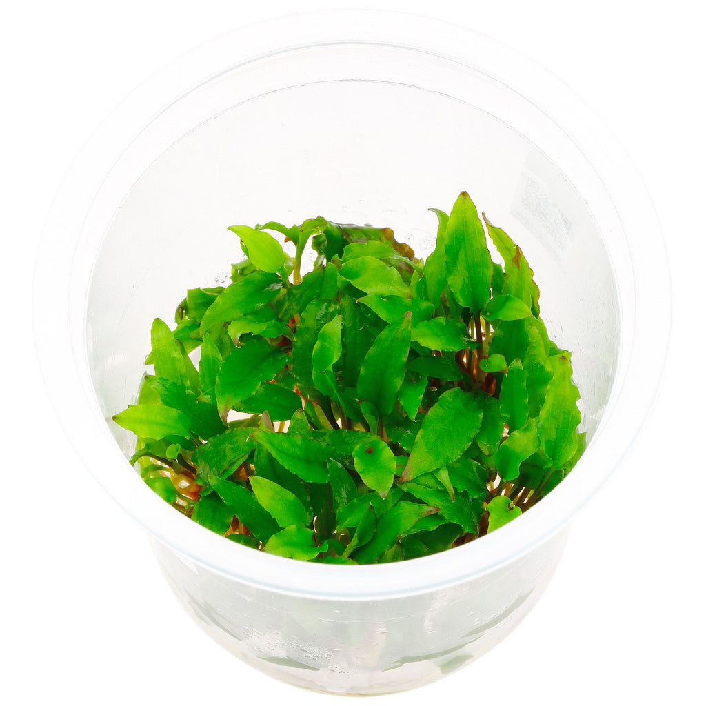 ADA - Cryptocoryne wendtii (Green) Tissue Culture Small Cup
