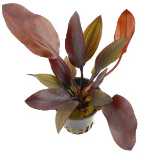 Stoffels -  Echinodorus 'Aflame' Potted Plant