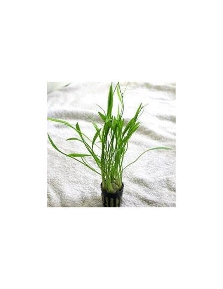 Echinodorus angustifolia