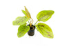 A healthy Echinodorus 'Chocolate Marble' plant in a black plastic net pot with rock wool. The broad, elongated leaves display a mix of green and brownish-marble patterns, with some leaves showing a reddish tint. The background is plain white, highlighting the plant’s vibrant coloration and unique leaf pattern.