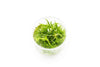 A side view of Helanthium tenellus in a tissue culture cup, highlighting its delicate, long leaves emerging from the nutrient gel. This healthy, pest-free plant is ideal for foreground placement in planted tanks.