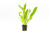 A standing potted Echinodorus 'Red Devil' plant against a white background. The plant has elongated, slightly wavy green leaves growing upright from the net pot, showcasing its structured and healthy growth.