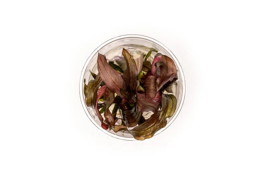 A top-down view of a tissue culture cup containing Echinodorus 'Red Diamond.' The plant features deep red and green leaves submerged in a clear gel-like medium, ensuring a pest-free and sterile start for aquarium planting. The transparent cup allows a full view of the plant’s compact growth.