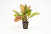 A potted Echinodorus 'Red Flame' aquatic plant against a white background. The plant features broad, lance-shaped leaves with a mix of green and red hues, accented by deep red speckles. The net pot is visible, showing the plant’s rooted base, making it suitable for easy transplanting into an aquarium.
