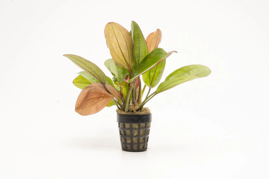 A potted Echinodorus 'Red Flame' aquatic plant against a white background. The plant features broad, lance-shaped leaves with a mix of green and red hues, accented by deep red speckles. The net pot is visible, showing the plant’s rooted base, making it suitable for easy transplanting into an aquarium.