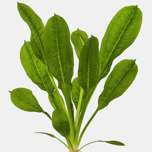 Echinodorus parviflorus 'Tropica'