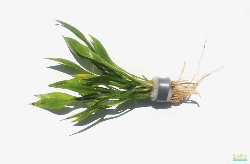 Echinodorus quadricostricatus