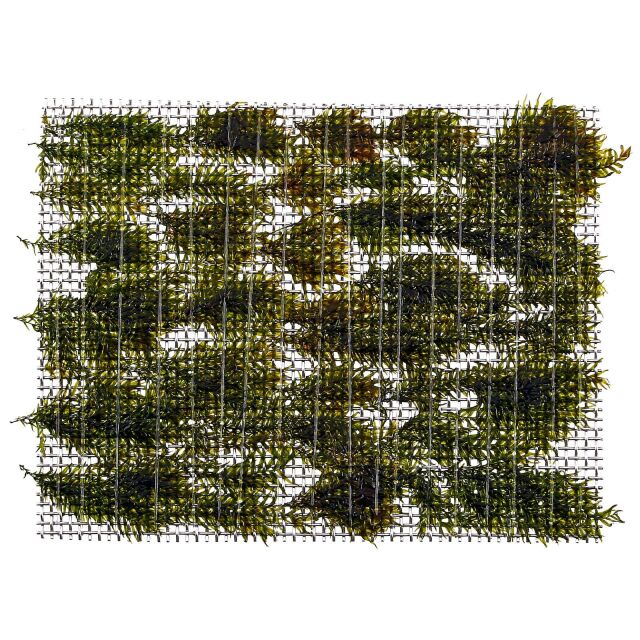 Fissidens Fontanus