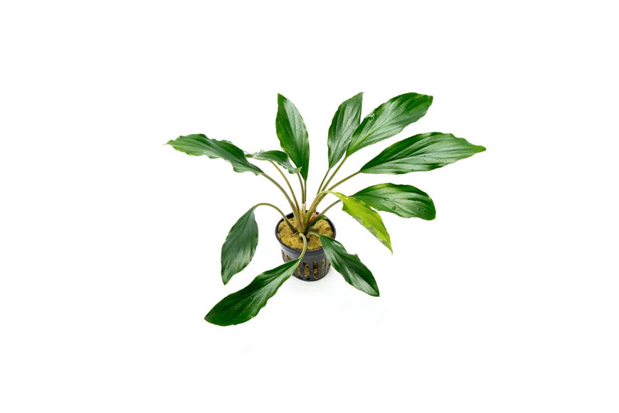 A top-down view of Homalomena sp. 'Broad Cuneate' (Red Stem) in a black net pot, showing its broad, dark green leaves arranged in a radial pattern. The plant’s healthy foliage and unique red stems stand out against the clean white background.