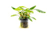 A close-up of Homalomena sp. 'Sekadau South' growing in a black net pot, showcasing its broad, healthy green leaves and well-developed root system. The plant is set against a white background, highlighting its lush and compact growth.