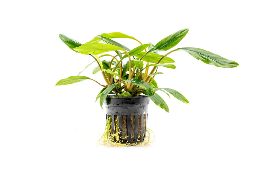 A close-up of Homalomena sp. 'Sekadau South' growing in a black net pot, showcasing its broad, healthy green leaves and well-developed root system. The plant is set against a white background, highlighting its lush and compact growth.