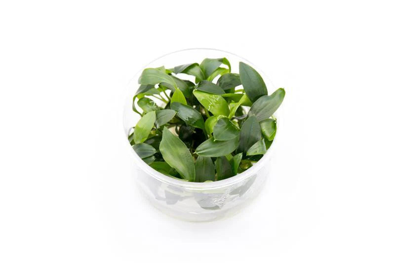 A Homalomena sp. 'Sekadau South' tissue culture cup, showcasing its compact, broad green leaves arranged neatly in a clear plastic container with a sterile growth medium. The plant appears fresh and healthy, making it an excellent choice for aquascaping.