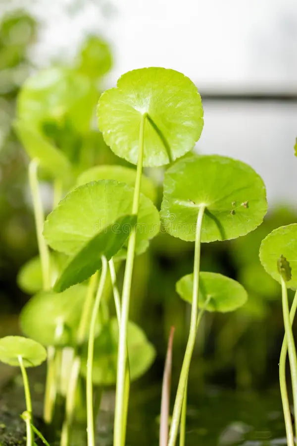 Hydrocotyle bonariensis