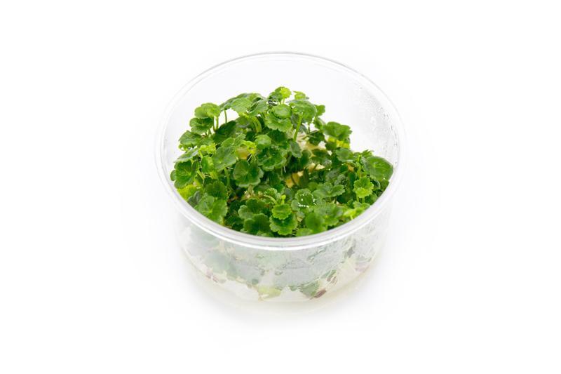 A Hydrocotyle sibthorpioides (Round Pennywort) tissue culture cup, displaying its compact, bright green clover-like leaves. The plant is neatly arranged in a clear plastic container with a sterile growth medium, ensuring a pest-free and healthy start for aquariums.