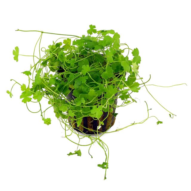 Kaiser Aquatics - Hydrocotyle Tripartita