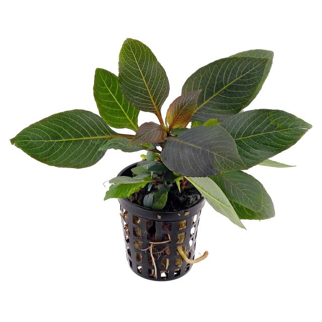 A potted Hygrophila corymbosa 'Compacta' (Dwarf Nomaphila Siamensis) aquatic plant against a white background. The plant has broad, dark green leaves with visible veins and a slight reddish hue near the center. It is housed in a black net pot, showing its healthy root system, making it ideal for freshwater planted aquariums.