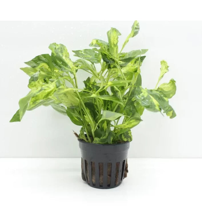 A close-up of a Hygrophila corymbosa 'Variegatus' plant in a net pot, highlighting its vibrant green and yellow-marbled leaves. The variegated pattern adds a unique visual appeal, making it a standout in aquascaping.
