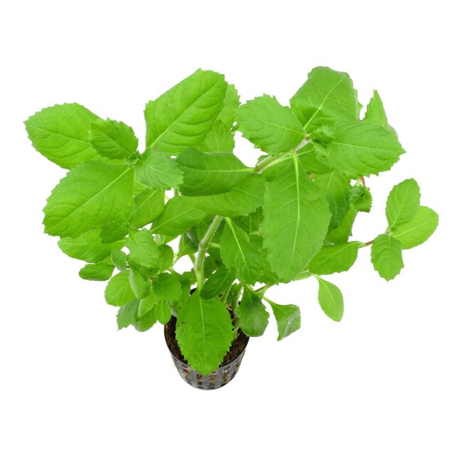 Kaiser Aquatics - Hygrophila difformis