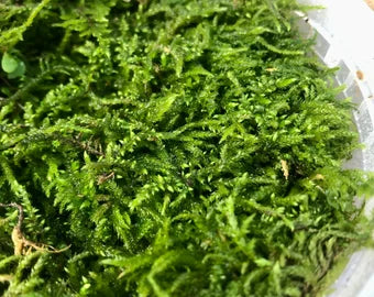 Thuiduim Delicatulum (Fern moss)