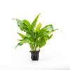 A Microsorum pteropus 'Broad Leaf' (Broad Leaf Java Fern) plant growing in a black net pot, displaying its large, vibrant green leaves. The plant’s broad, structured foliage is highlighted against a white background, showcasing its healthy and robust growth.