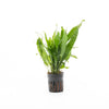 A Microsorum pteropus 'Narrow' (Narrow Leaf Java Fern) plant growing in a black net pot, displaying its long, slender green leaves. The plant is set against a white background, highlighting its healthy foliage and upright growth habit.