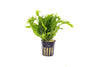 A Microsorum pteropus 'Windeløv' (Windelov Java Fern) plant growing in a black net pot, displaying its bright green, finely branched leaf tips. The plant's lush foliage and unique shape are highlighted against a white background, showcasing its healthy condition and structured growth.